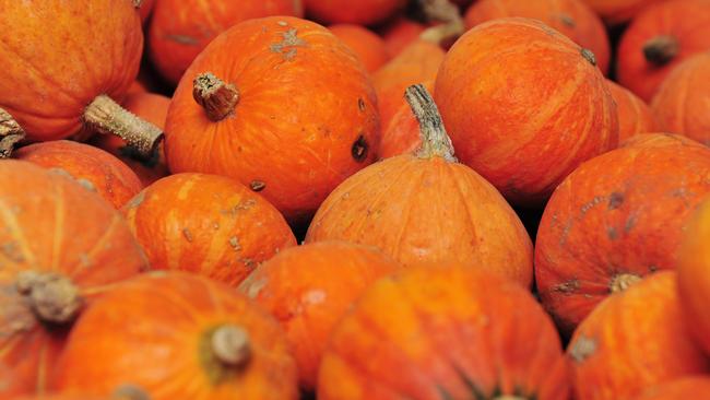 Golden nugget pumpkin.