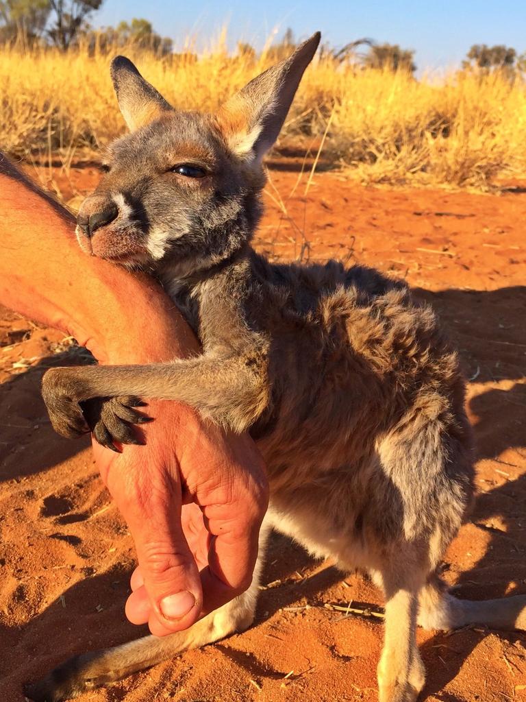 “I love to cuddle my mum,” says Indi. Picture: <a href="https://www.instagram.com/thekangaroosanctuary/" target="_blank">@thekangaroosanctuary/Instagram</a>