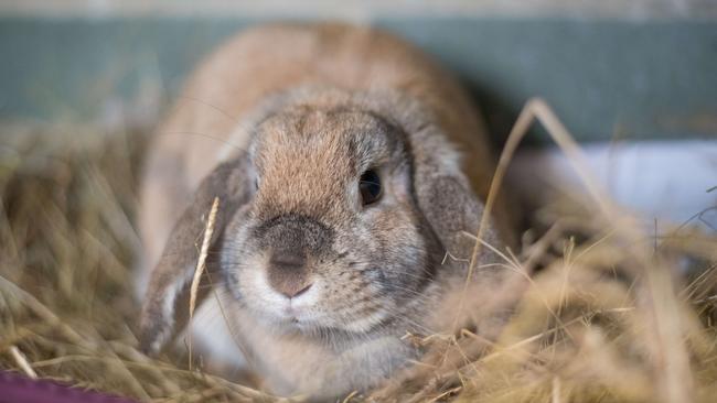 A rabbit cared for by the RSPCA. <span id="U6235710927nyE" style="font-size:9pt;">Picture: SHY WOLF PHOTOGRAPHY</span>                     