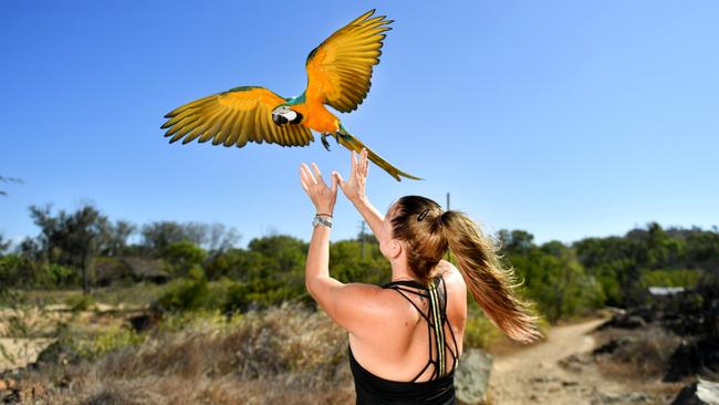 Cherrie Veneman takes her 17 month old Macaw, Blue, down to the Strand and Pallarenda to fly around and say hi to Townsville locals. Picture: Alix Sweeney