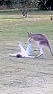 Kangaroo attacks toddler in heart-stopping footage