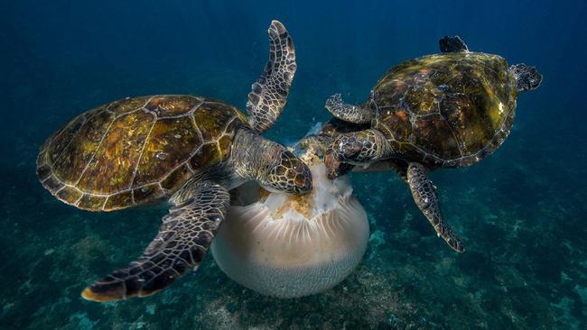 A Giant Jellyfish being eaten bygreen turtles. Picture: Scott Portelli 