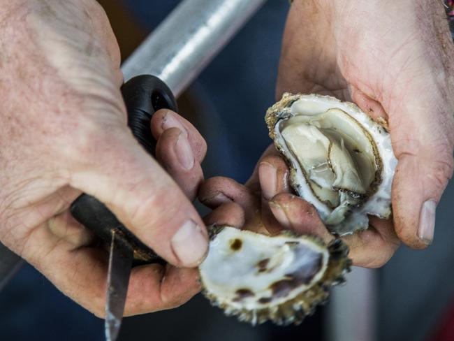 Freshly opened oysters farmed in Merimbula by Brett Weingarth, owner and captain of Captain Sponges Magical Oyster Tours.