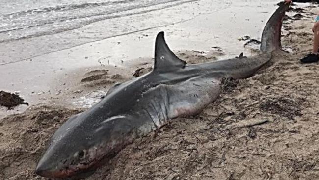 Mystery over dead great white shark washing up on beach near Streaky ...