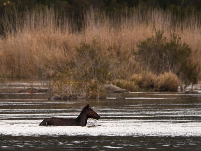 A wild brumby roams in the water at the Kosciuszko National Park. Picture: Paul McIver