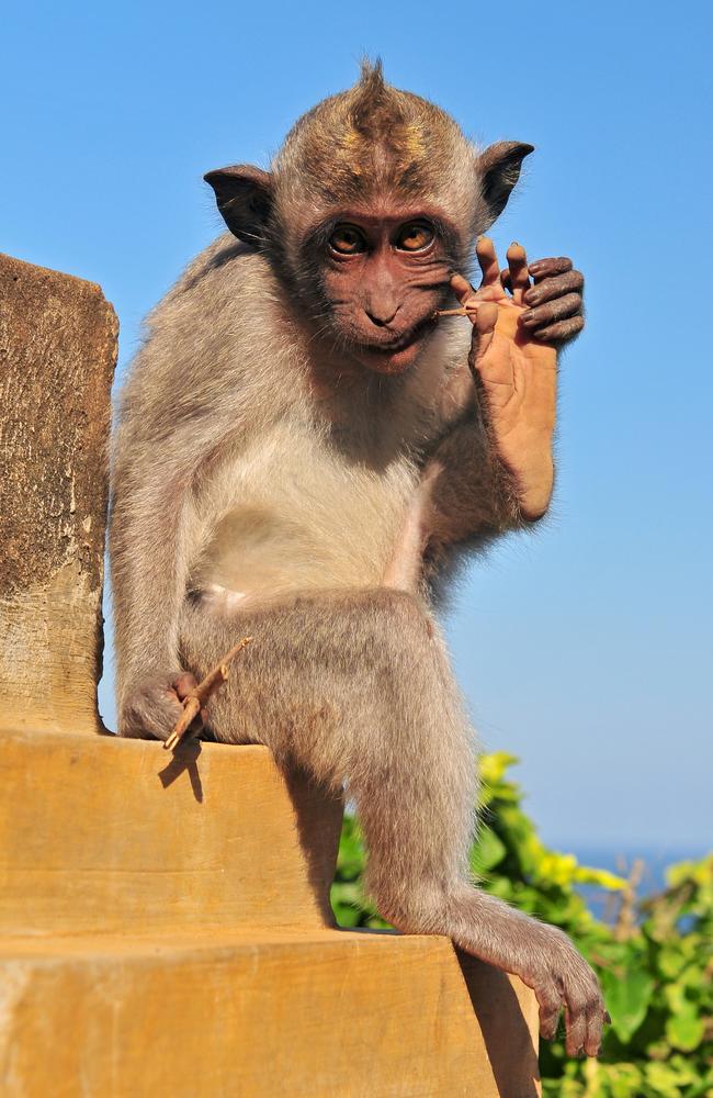 Ulawatu temple monkey thefts have lead to significant insurance claims from Aussie tourists whose belongings were stolen. Picture: istock