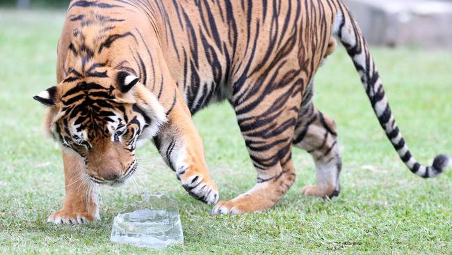 Dreamworld tigers were given ice to lick and cool down.