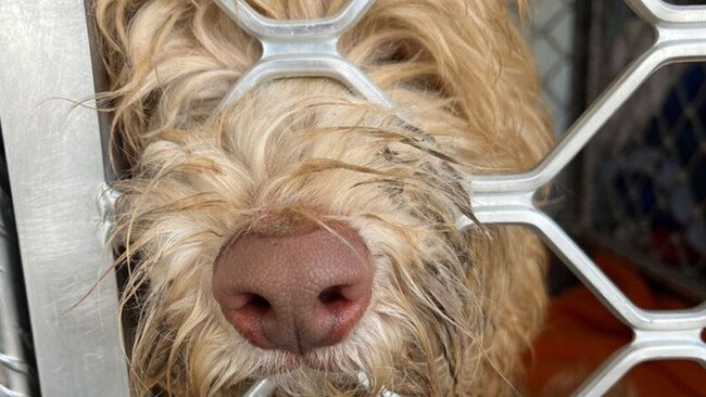 M﻿ore than 250 puppies have been surrendered to the RSPCA after the shutdown of Tasmania's biggest puppy farm. The permanent and immediate closure of Tasmanian Labradoodles . Picture: RSPCA