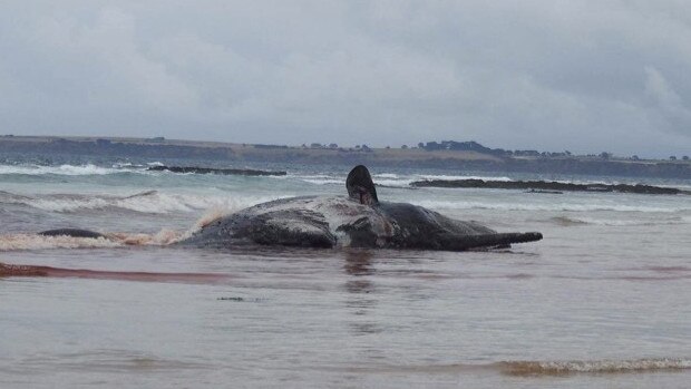 Dead whale at Forrest Caves in Phillip Island on March 8. Picture: Annalisa Bianchi Zappala