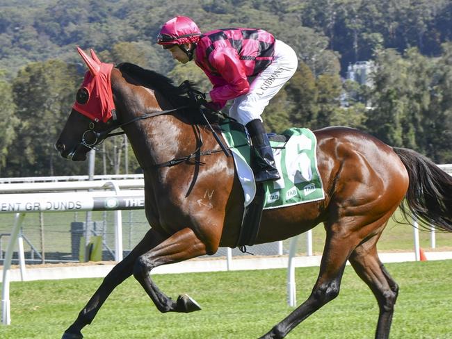 Outreach To Henry can bounce back to the winners' circle at Taree on Sunday. Picture: Bradley Photos