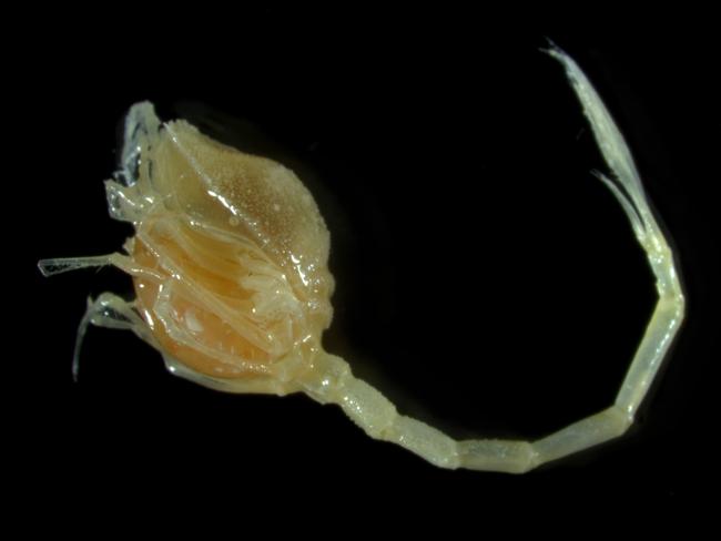 An Ocean Census voyage has discovered potential new species while studying the Bounty Trough off New Zealand. Picture: NIWA/OCEAN CENSUS