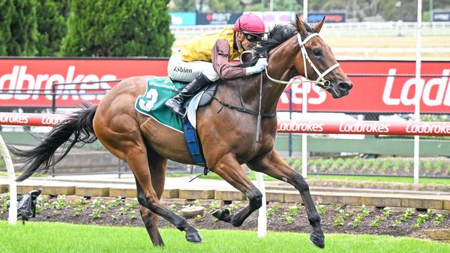 Impressive debut winner Field Of Play will attempt to stay unbeaten in Saturday’s Group 3 Blue Diamond Prelude for colts and geldings. Picture: Racing Photos