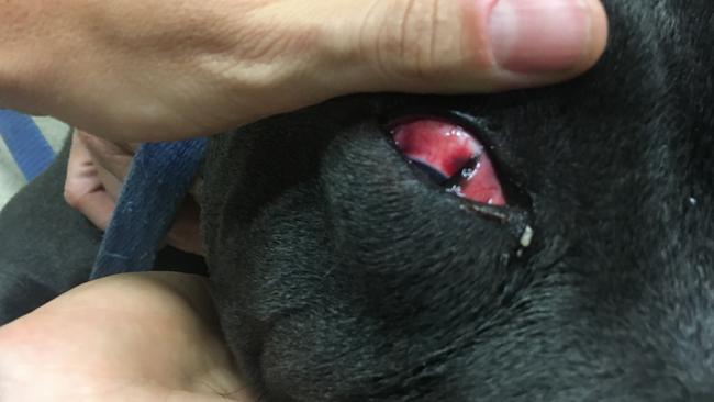 An Emerton man has been convicted in Mt Druitt Local Court after he beat his pet Staffordshire Terrier with a hammer. Picture: RSPCA NSW