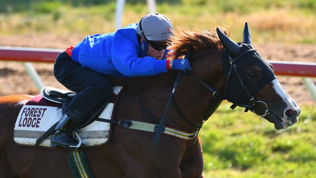 Admire Deus’ racing career is over after a freak accident during trackwork. Picture: Getty Images