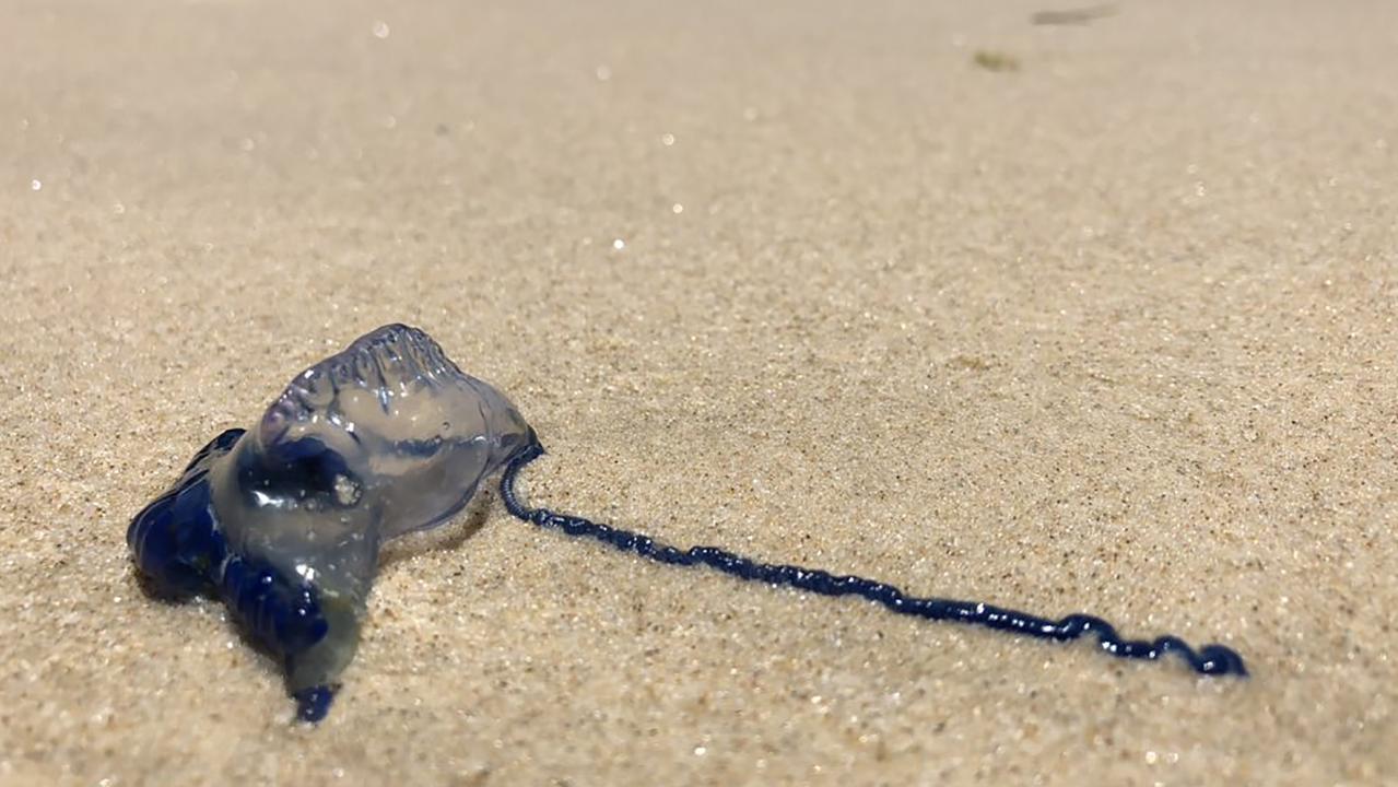 A bluebottle on a Gold Coast beach. Picture: Queensland Ambulance Service / AFP