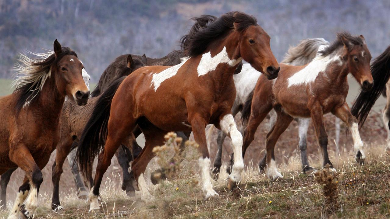 Brumby cull Wild horses to be shot in Victorias Alps by Parks Victoria The Weekly Times