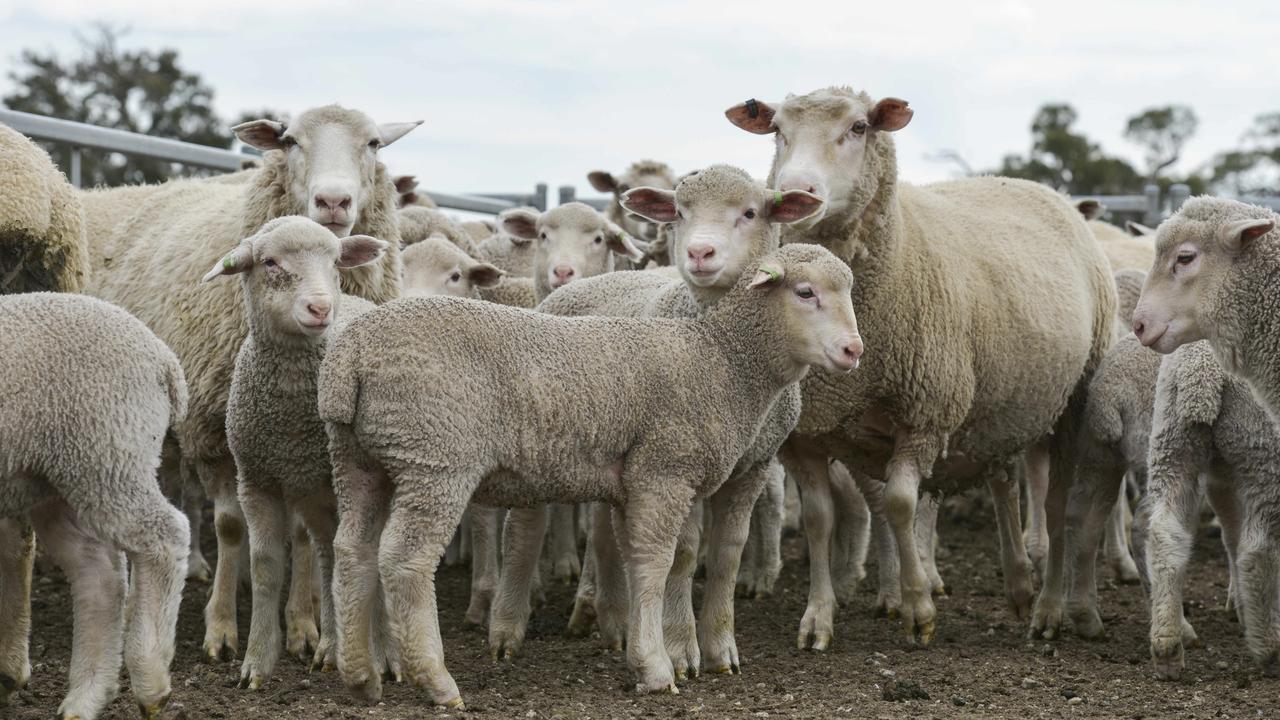 Breeding Merino Sheep With Growth And Fat Alongside Wool Production Is 