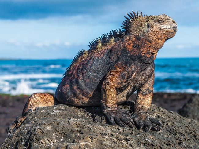 3/10Follow in the footsteps of Charles Darwin - The Galapagos, EcuadorPositioned some 1000km off the coast of Ecuador, the isolated location of the Galápagos Islands is the reason behind its unique flora and fauna — some of it found nowhere else in the entire world. On land there are giant tortoises and iguanas, and below sea-level there are even more with an underwater population of hammerhead and Galapagos sharks, playful dolphins, rays, penguins and sea turtles. . 
celebritycruises.com.au. Picture: Carlos Ojeda