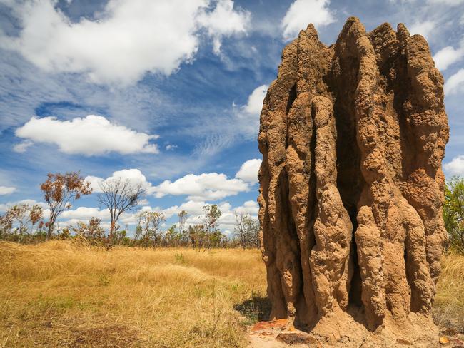 Secrets of the humble termite