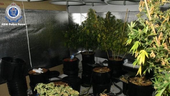 A large commercial quantity of cannabis – 321 plants – were seized from the Aberglasslyn address. Picture: NSW Police.