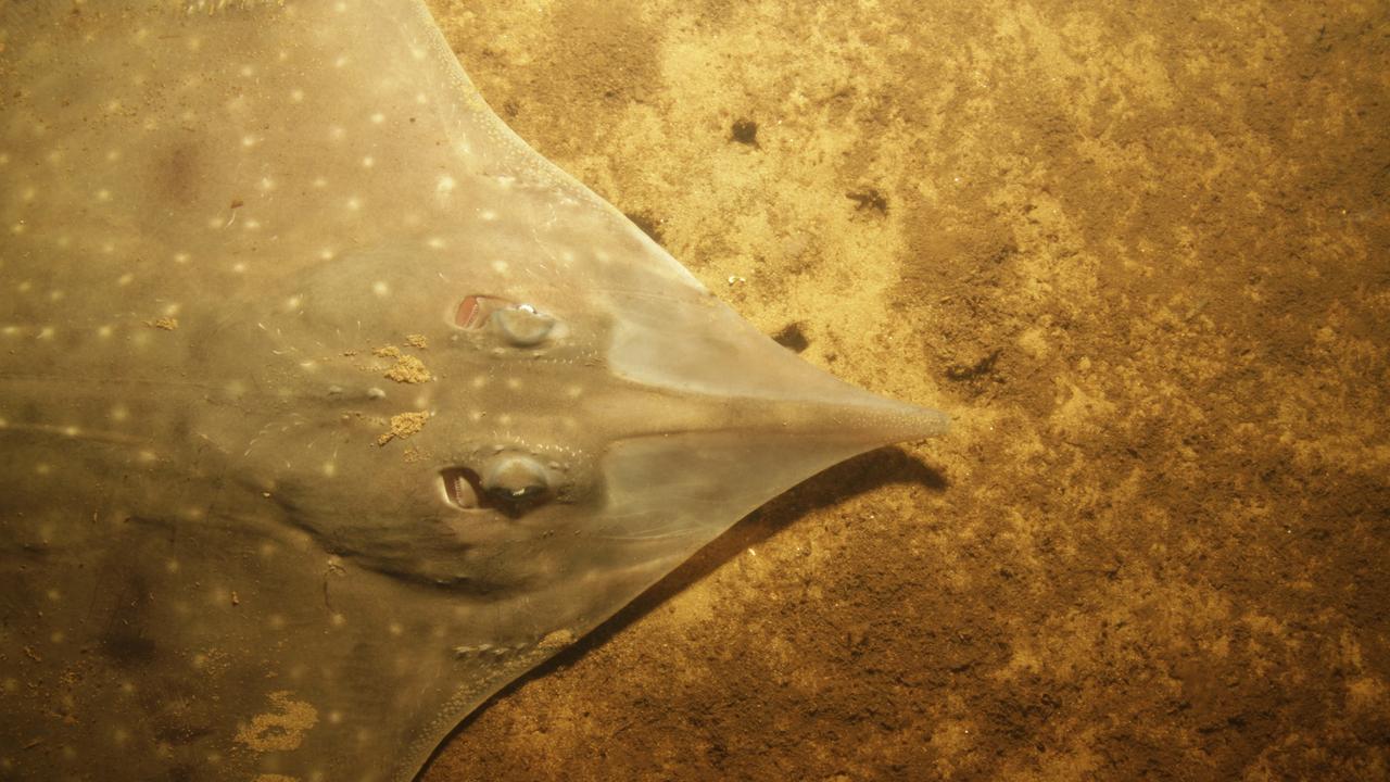 Christmas birthday crossover for endangered Tassie fish