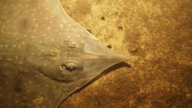 Maugean skate in the wild. Picture: Neville Barrett/IMAS