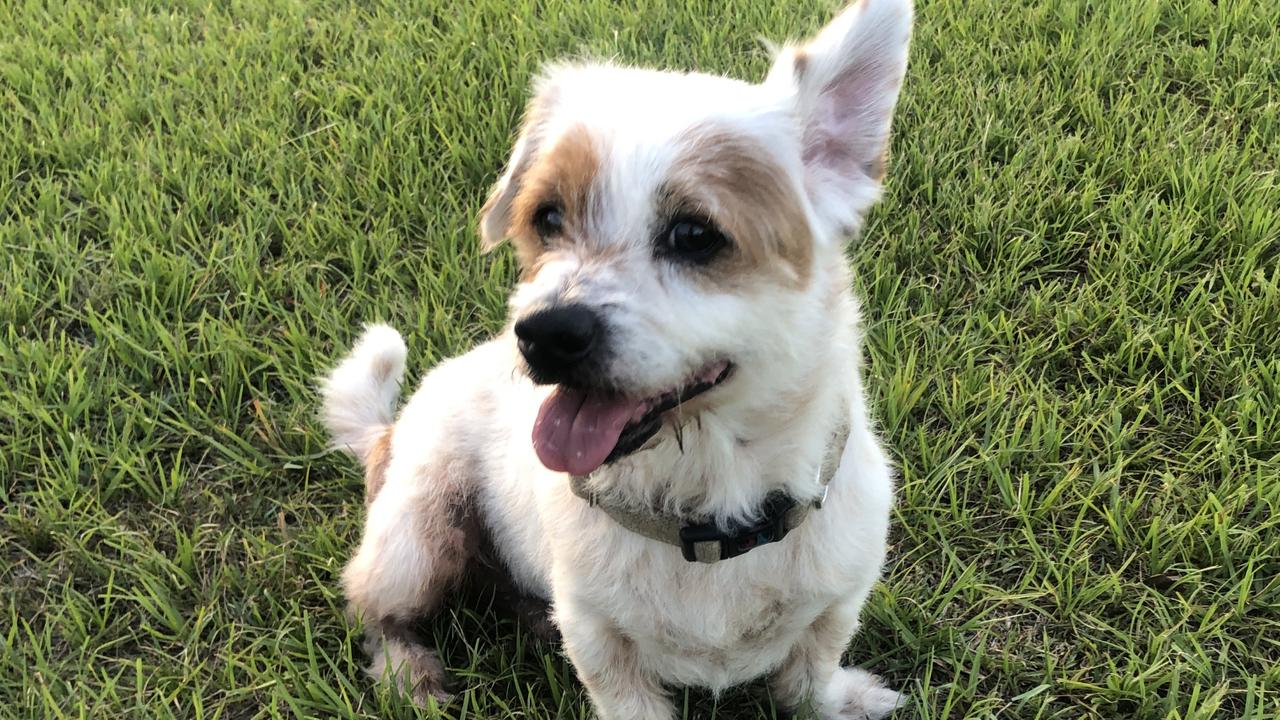 Apache was a jack russell-pomeranian.