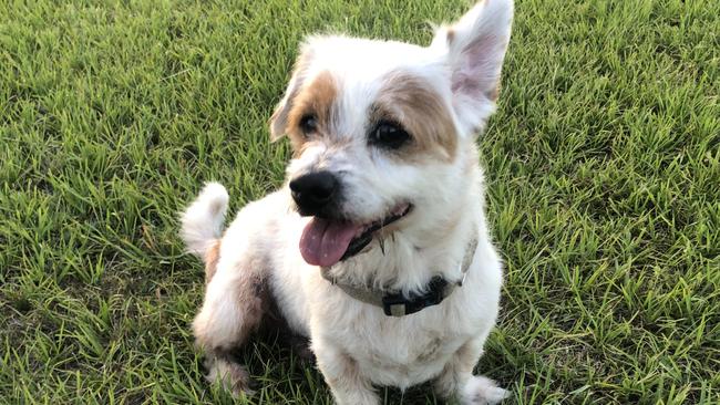 Apache was a jack russell-pomeranian.
