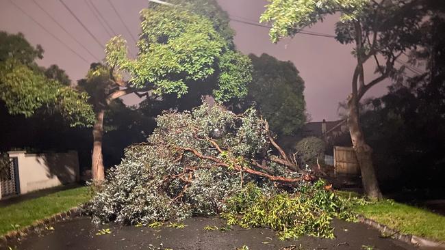 A tree across Martin Rd in Glen Iris. Picture: Penny Bock