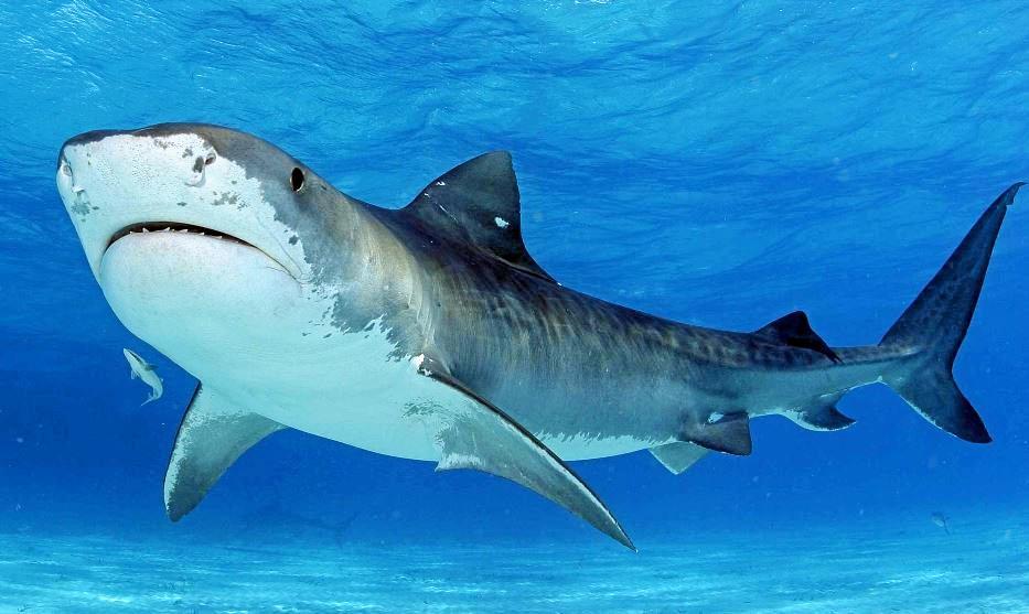 Terror at sea as kayaker attacked by 4m tiger shark | The Courier Mail