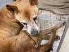 Cost of living blamed for animal cruelty spike