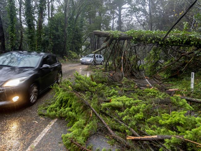 10/06/2021: Trees and power lines are down on The Mount Dandenong tourist road near Olinda.Picture: David Geraghty