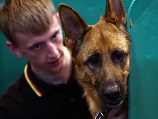 It also proves there is no way dogs don’t look like their owners. Picture: Carl Court/Getty Images.