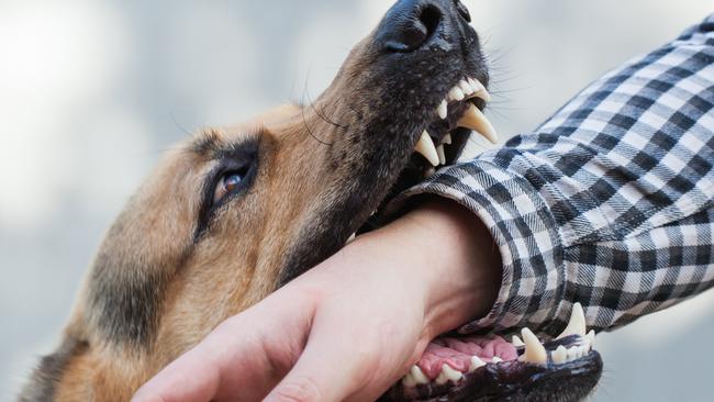 There is a growing number of dog attacks in our region. Picture: IStock