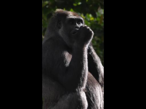 Melbourne Zoo heartbroken after gorilla's sudden death