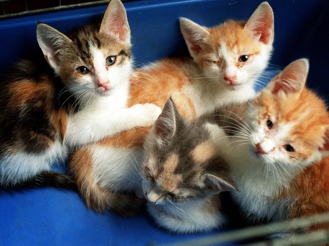 Eight cats and kittens were seized from the property. Picture: generic.