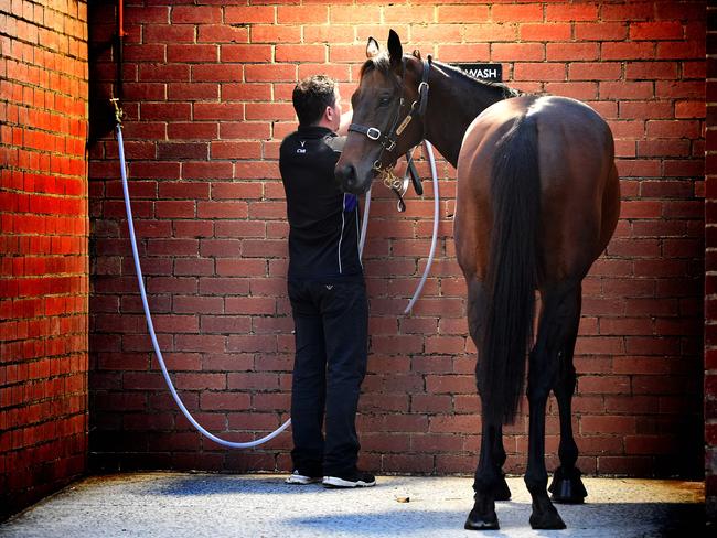 Umut Odemislioglu strapper gives Winx a wash after her gallop at the breakfast with best on Tuesday at Moonee Valley.    Picture: Nicole Garmston