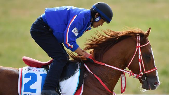 Chestnut Coat during a Werribee trackwork. Picture: Getty Images