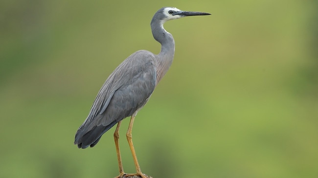 The white-faced heron is among the birds you can see at Kumbartcho Sanctuary.