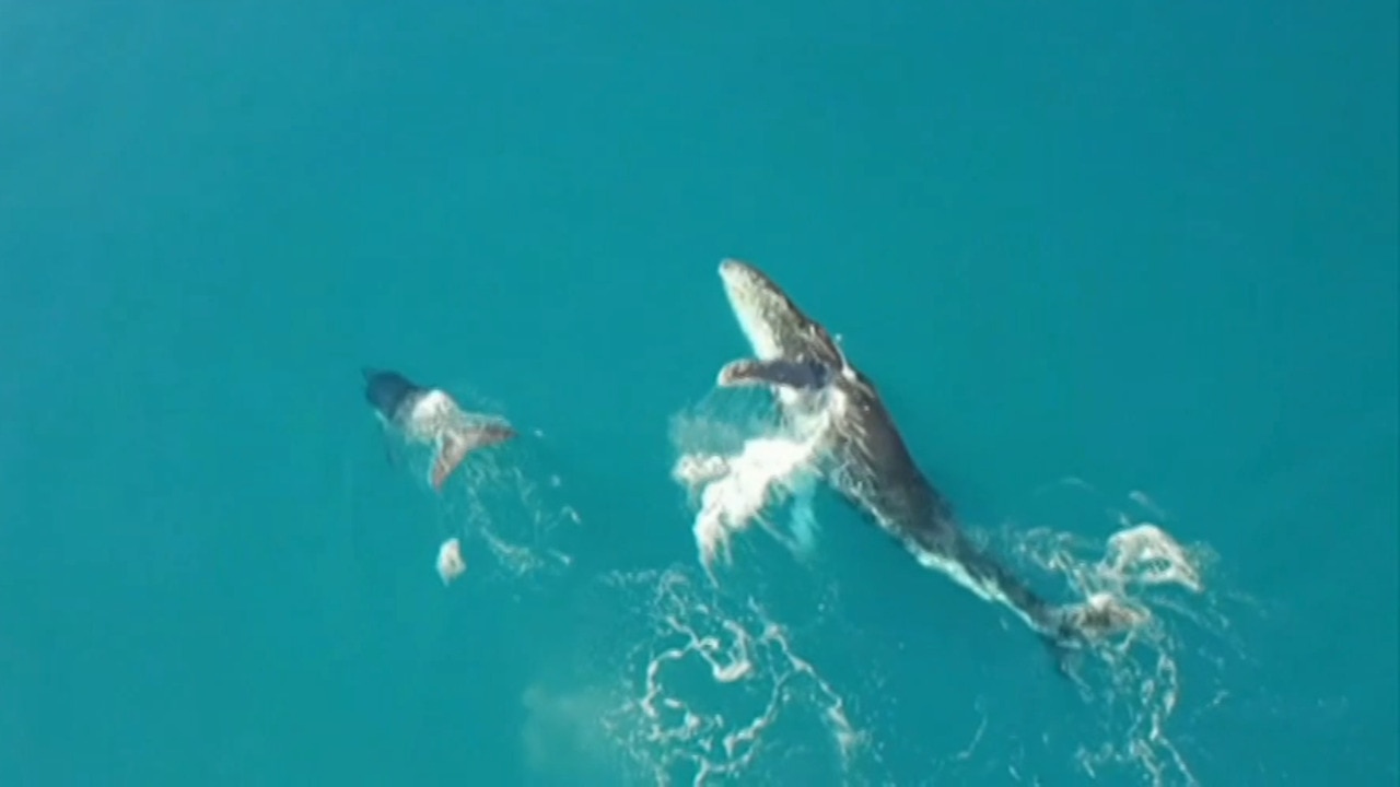 ‘Surreal’: Photographer catches incredible drone footage of rare albino