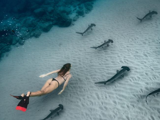 , Janaka Rodrigue posted a selection of incredible images captured during his morning swim with hammerhead sharks at Burleigh Heads. Photo: Janaka Rodrigue