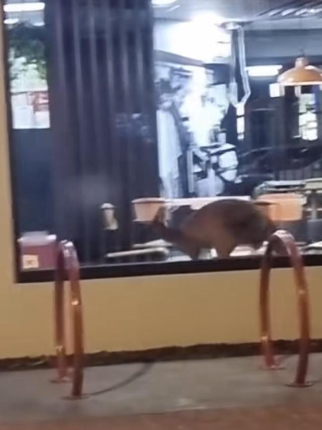 The kangaroo managed to exit the store safely. Picture: TikTok/@torriebolton.