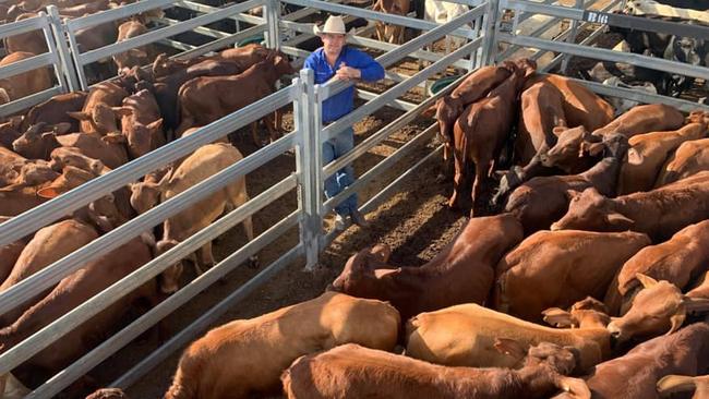 Morgan Harris, TopX Gracemere, pictured with a line of 46 Droughtmaster heifers which sold for 382.2c/kg or $740/head at CQLX's annual Special Weaner and Feeder Sale on June 1. Picture: Contributed