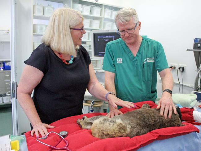 Member for McPherson Karen Andrews with Currumbin Wildlife Hospital senior veterinarian Michael Pyne.