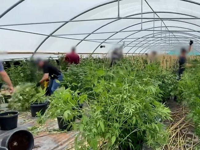 51 greenhouses, 43,000 plants: Worker in court over mammoth drug crop