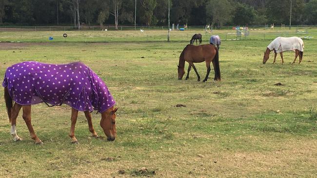 Bramble Bay Pony Club in Fitzgibbon will move to a new location next year. Picture: Michelle Smith