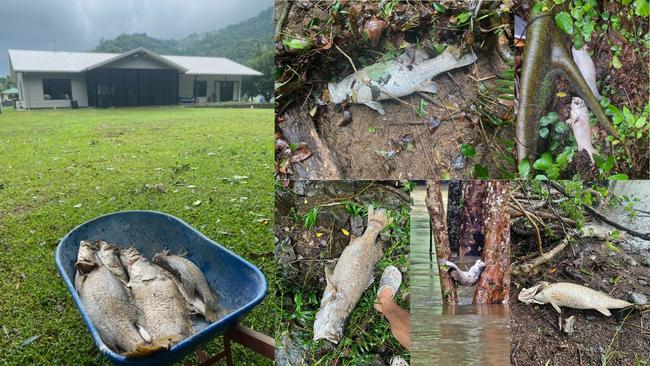 Copperlode Fishing and Kayak owner Kim Andersen spent his Christmas break clearing homes along the Redlynch Valley of dead barramundi that tumbled over Copperlode Dam wall. Picture: Copperlode Fishing and Kayak, and Joe Press.