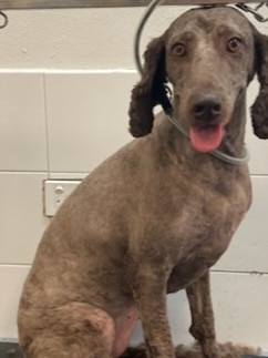 Cute dog getting groomed. Source: Supplied