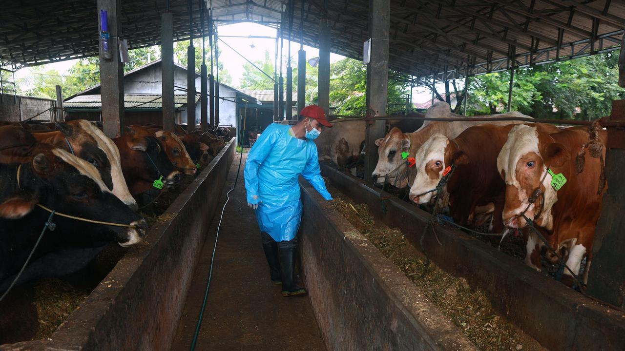 Cattle being inspected in Indonesia for traces of foot and mouth disease. (Photo by PERDIANSYAH / AFP)