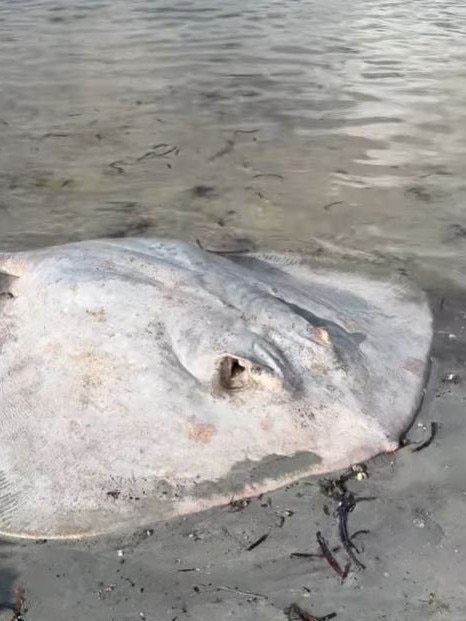 Rays have been majorly impacted by the algae. Picture: Facebook